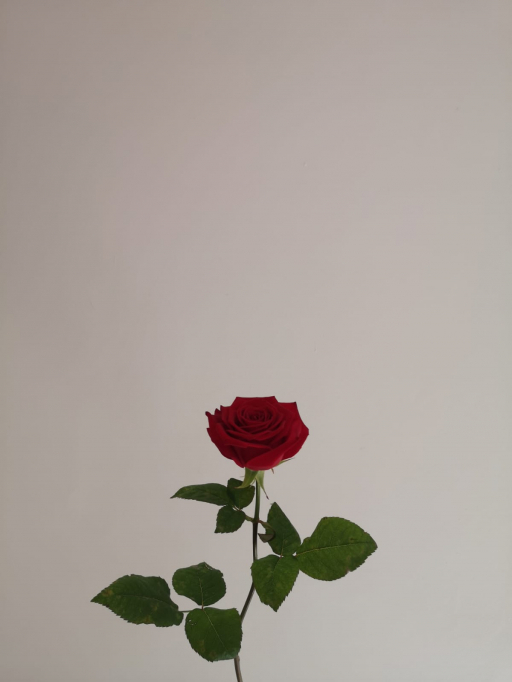 Rose Red Naomi 70cm Simply rose květinářství Písek
