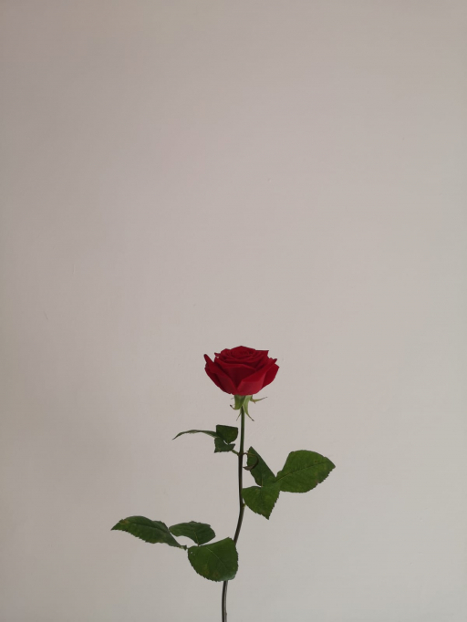 Foto k produktu Rose Red Naomi 70cm