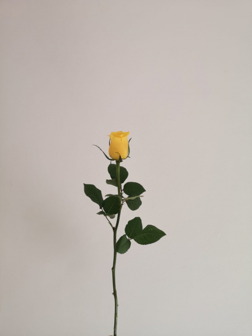 Rose Monwalk 60cm Simply rose květinářství Písek