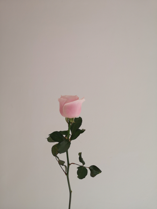 Foto k produktu Rose Avalanche Pink 70cm