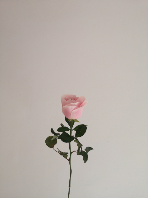 Rose Avalanche Pink 70cm Simply rose květinářství Písek