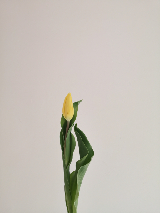 Tulip Stronggold Simply rose květinářství Písek