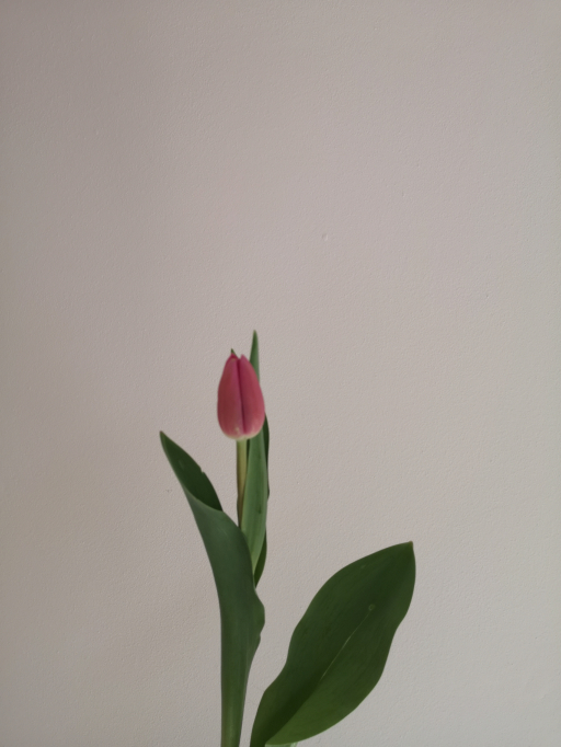 Tulip Barcelona Simply rose květinářství Písek