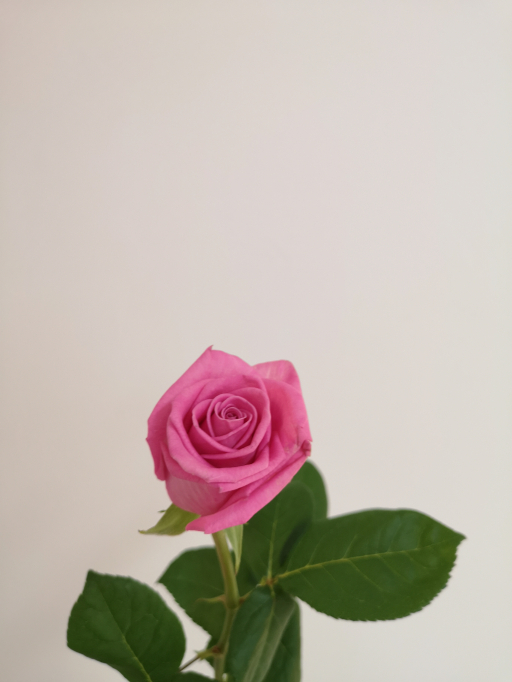 Foto k produktu Rose Aqua 70cm