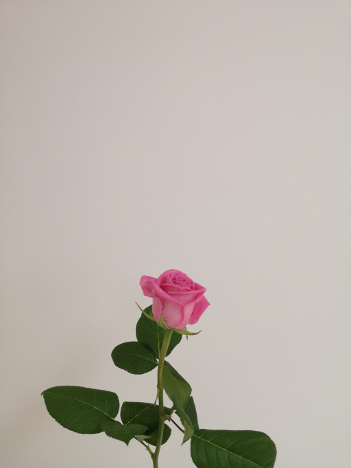 Rose Aqua 70cm Simply rose květinářství Písek